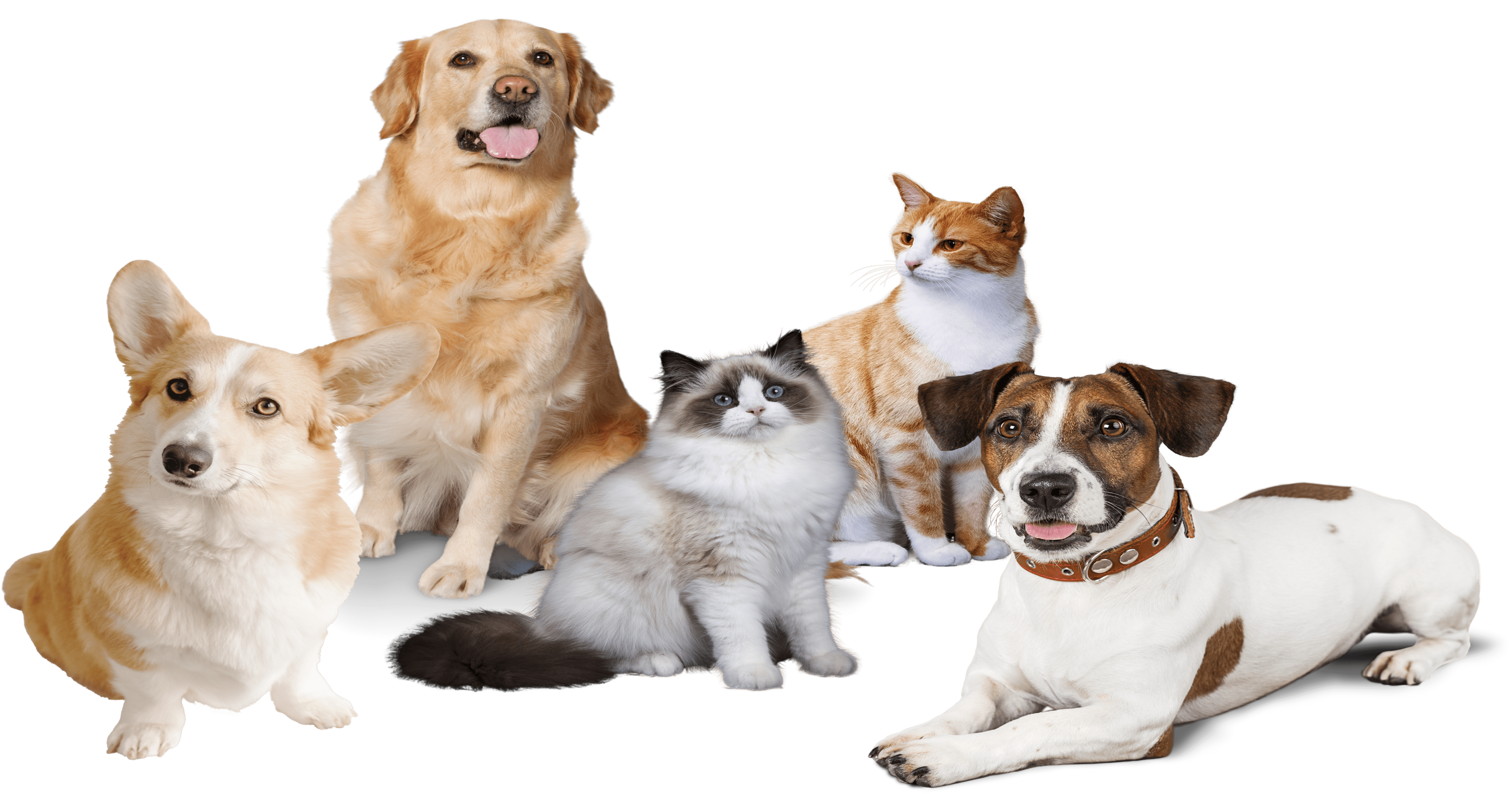 Pets